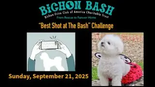 Photo contest Bichon Bash 2025