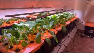 Built an in-door aeroponic farm inspired by NASA