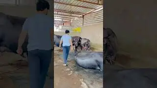 Prem Dairy Farm #viral #tata #dance #newsong #punjabimusic #song