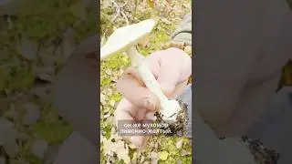 This isn't a death cap! It's a fly agaric.