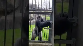 #viral #animals #funny #gorilla