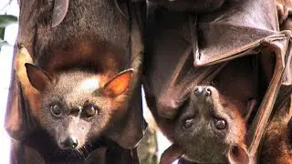 KABUTINDI MU DUCURAMA, KAMWE GASHOBORA GUCUMBIKIRA VIRUS 100 KANDI ZITOROSHYE