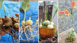 Amaryllidaceae #Indoorplants #House Plants #lily #bulb