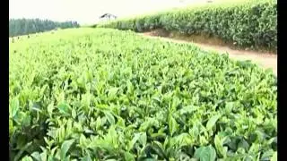 The bitter taste of tea