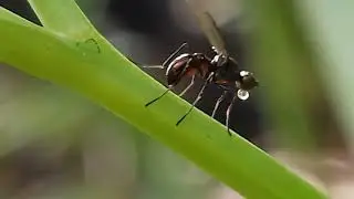Sepsidae Fly blowing bubbles and excreting liquid from abdomen