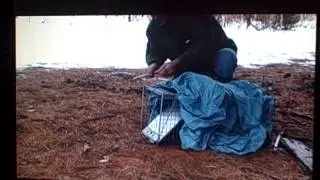 releasing a skunk from a cage trap.AVI