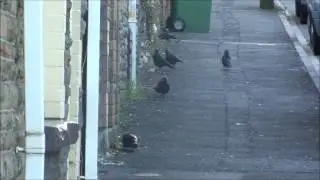 Birds: Urban crows