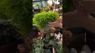 Sometimes you just find the perfect combo&hellip; #jvisecretgardens #gardencenter #nashville #mossfern