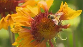 Idaho man helps protect the bees as urban growth impacts its populations