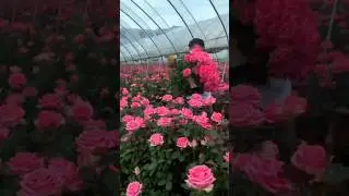 Colour Full Rose garden farm |  Beautiful natural flower | #beautifulroses #nature  #roselovers