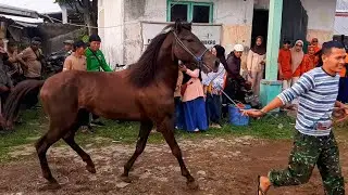THE ARRIVAL OF THE HORSE TRADERS | HORSE BUYING AND SELLING BUSINESS