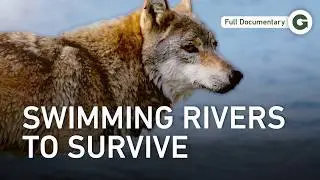 The Wolf Odyssey Continues: What Pushes Them Beyond All Limits? | Full Documentary