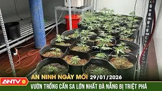 An ninh ngày mới ngày 29/1: Phát hiện “đại bản doanh” trồng cần sa giữa TP Đà Nẵng |ANTV