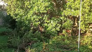 POTARE IL CORBEZZOLO.....COME RICONOSCERE I MASCHI....🌿👋👋👋