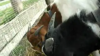 GLog goatdate 100831: Hay