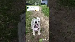 Finniature Schnauzer - Get Set! #gooddoggo #puppy #dog #fastdog #sofast #smartdog