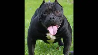 black bullies dogs
