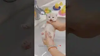 Cute Kitten Compilation 💗29