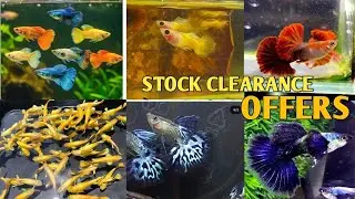 STOCK CLEARANCE OFFERS  | IMPORTED GUPPY PRICE IN KOLKATA | IMPORTED GUPPY PRICE 
