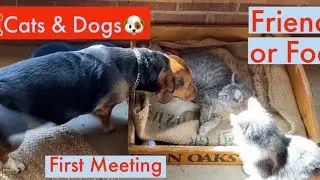 🐶What happens first meeting cats & dog? Cute Jackabee (Beagle Jack Russell) & cats. Friends or foes?