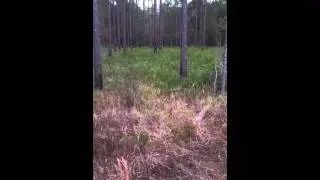 Beagles trailing deer