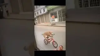 🐕&zwj;🦺 Durgesh Bhai Se Panga ! 🐶 Dog Is Riding Bicycle 🐕 #funny #shorts #trending #dogs #youtubeshorts