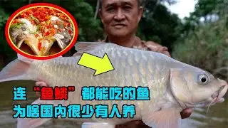 一斤3000元单条上万，忘不了鱼身价逆袭，为何国内没人养殖？