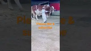 heavy weight cow 🐄 #cowmandi  #cows  #karachimandi  #karachicowmandi  #moosa #rafay