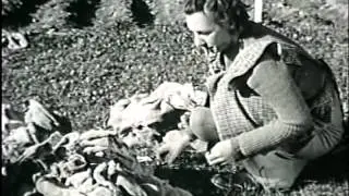 Kartoffelanbau (1952)
