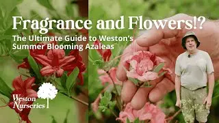 Fragrance and Flowers!? Weston's Summer Blooming Azaleas