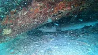 Requin Seichelois sous rocher(2)