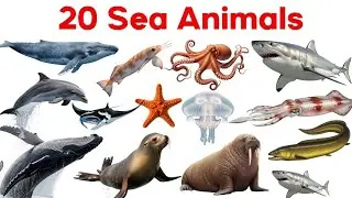 20 Amazing Sea Animals for Kids 🐠 | बच्चों के लिए 20 समुद्री जीवों के नाम | Learn Sea Animals Easily