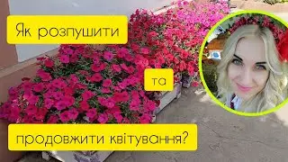Як розпушити та продовжити квітування петуній до морозців ?