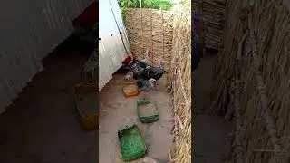 Micro ferme Famanta agro business Mali