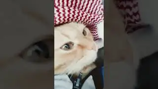 слово кашака шерсть на деване