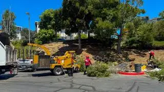 Vista del Rey Tree Services: Expert Tree Removal & Care in Vista, Oceanside, Escondido