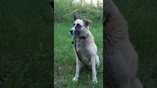 Наша прогулка с Пандой / Our walk with Panda | Панда и Толик