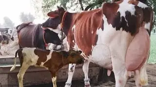 Frizen cholistani cross cow 18kg (03005104853) YouTube. 05-1-2026