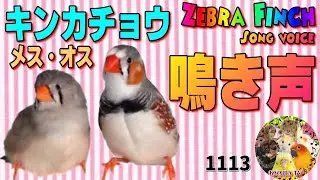 キンカチョウ（錦花鳥）の鳴き声は？オス・メスの違い｜さえずり・歌う・かわいい求愛 Zebra Finch sing voice　1113