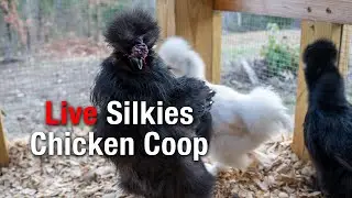 Backyard Homestead Live: Daily Chores & Chicken Care