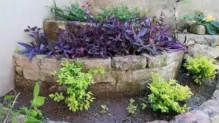 Korean Grass after 4 Months / Update Video