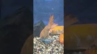 Ranchi Machali  Ghar |Ranchi Aquarium ormanjhi  Ranchi | #jharkhand #Ranchimachlighar #trending