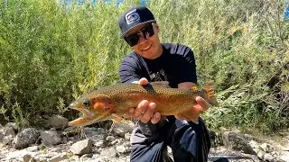Big Rainbows sipping PMD Dry Flies