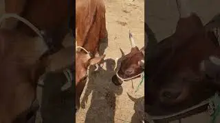 cow frame #motivation #cow #viralvideo #youtube