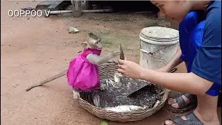 Baby Monkey Janny want to touch the fish / Janny she waiting Mom