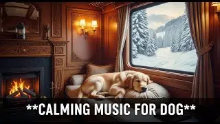 12 hours of Peaceful Dog Music 🧘 Anti - Anxiety Sounds for Rest & Relaxation for Your Furry Friend