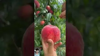 Nature's sweetest Art 😋#BeautifulFruit #FruitLovers #FreshAndFabulous #ColorfulEats