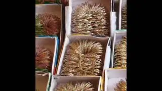 Chordyon ki all variety|| new arrivals at our home shop#warda jannan Vlog