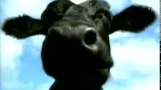 Milram Kuh - alte TV Werbung 2006