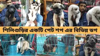 Recent Siliguri dog price  |  Dog market in North Bengal  |  West Bengal dog seller   |